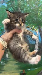 Shelter Stray Female Cat last seen Bexar County, 3353 Morningside Dr, New Braunfels, TX 78132, USA