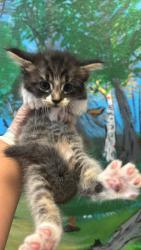 Shelter Stray Male Cat last seen Bexar County, 3353 Morningside Dr, New Braunfels, TX 78132, USA