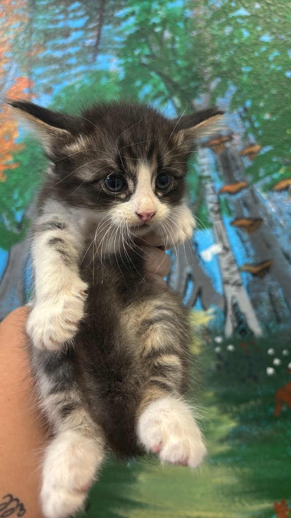 Shelter Stray Male Cat last seen Bexar County, 3353 Morningside Dr, New Braunfels, TX 78132, USA