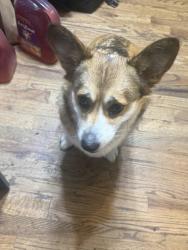 Reunited Female Dog last seen token way, Kennesaw, GA 30152