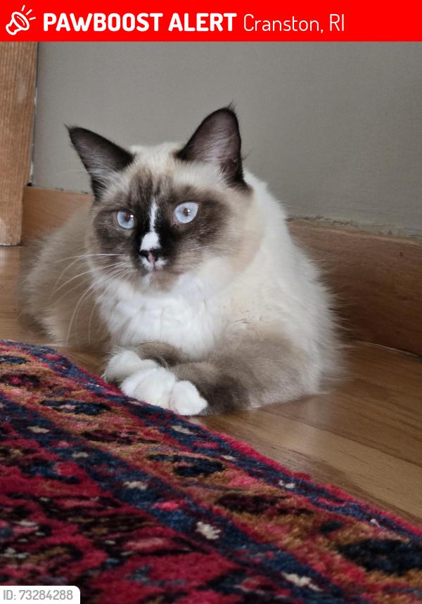 Lost Female Cat last seen Shirley Street, Cranston, RI 02910