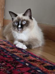 Lost Female Cat last seen Shirley Street, Cranston, RI 02910