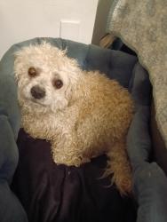 Found/Stray Male Dog last seen 97th and foster, Portland, OR 97213