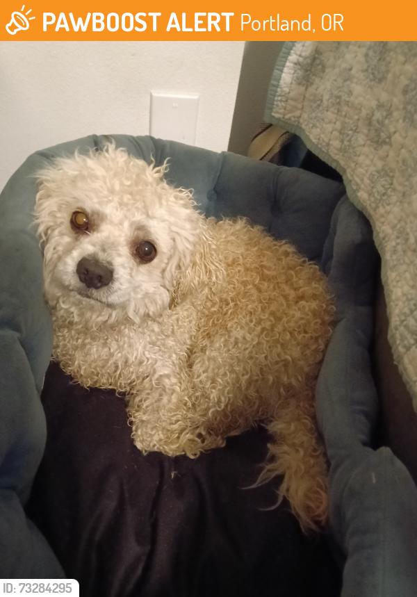 Found/Stray Male Dog last seen 97th and foster, Portland, OR 97213