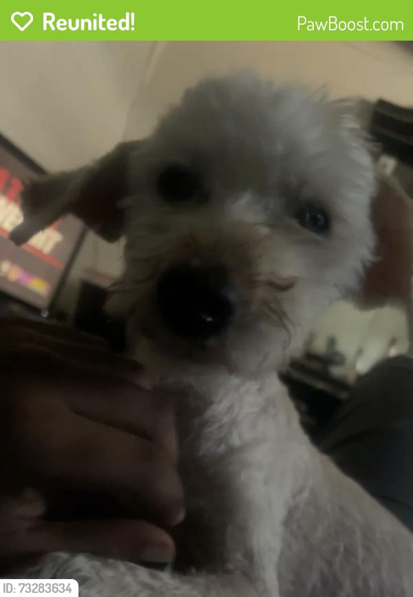 Reunited Male Dog last seen Near smoke tree rd, Pikesville, MD 21208