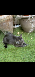 Reunited Female Cat last seen Dryden road Wimbledon, Greater London, England SW19 8SG
