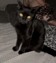 Reunited Male Cat last seen Frensham drive, New Addington, England 
