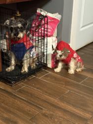 Reunited Male Dog last seen Azalea dr, Winston-Salem, NC 27105