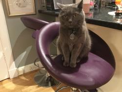Reunited Male Cat last seen Henry Bell Street/Granville Street, Helensburgh, Scotland 