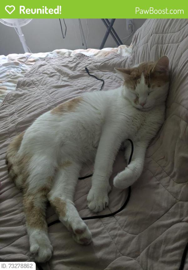 Reunited Male Cat last seen 103a Ave, Surrey, BC 