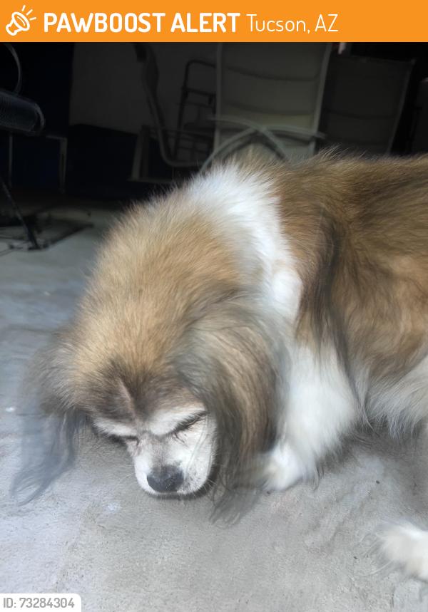 Found/Stray Unknown Dog last seen Park West neighborhood, Tucson, AZ 85705