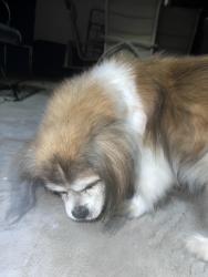 Found/Stray Unknown Dog last seen Park West neighborhood, Tucson, AZ 85705