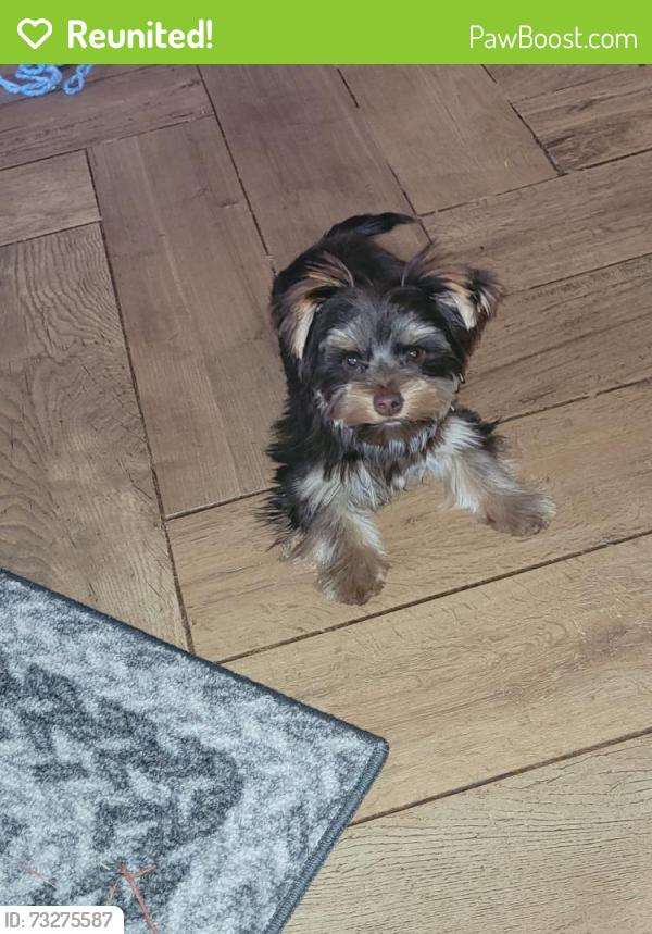 Reunited Female Dog last seen Central n primrose street, Orlando, FL 32803
