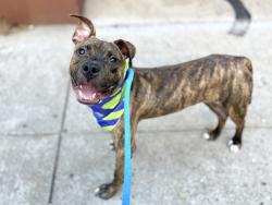Shelter Stray Male Dog last seen Near W Central Park, NEW YORK, NY, 10025, 326 E 110th St, New York, NY 10029, USA