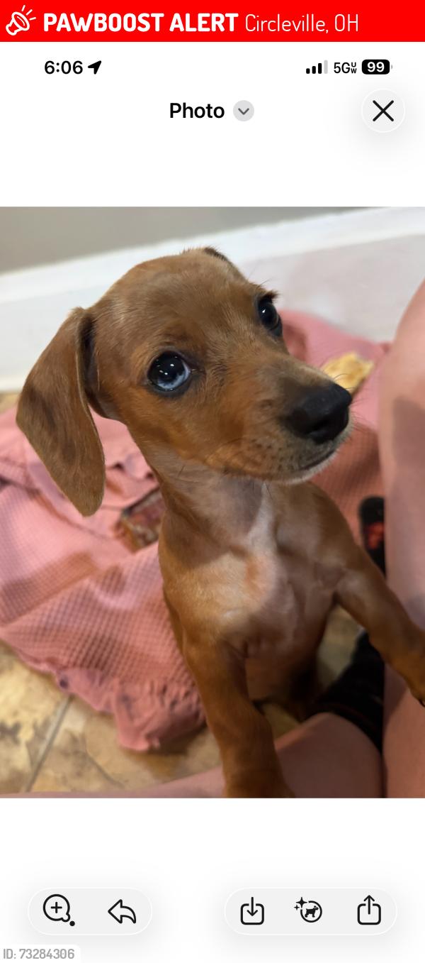 Lost Female Dog last seen Near, Circleville, OH 43113
