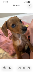 Lost Female Dog last seen Near, Circleville, OH 43113