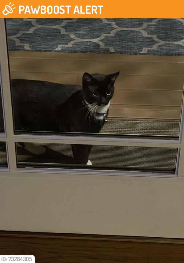 Found/Stray Unknown Cat last seen Hamilton Twp . NJ, Hamilton Township, NJ 08619