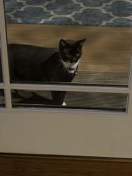 Found/Stray Unknown Cat last seen Hamilton Twp . NJ, Hamilton Township, NJ 08619