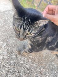 Reunited Unknown Cat last seen Gorgas Park, Philadelphia, PA 19128