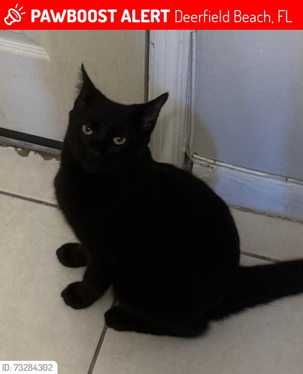 Lost Male Cat last seen SW. 10th St. and S. Dixie Highway, Deerfield Beach, FL 33441