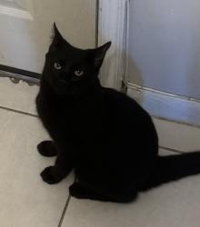 Lost Male Cat last seen SW. 10th St. and S. Dixie Highway, Deerfield Beach, FL 33441