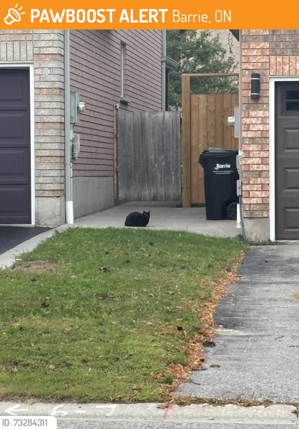 Found/Stray Unknown Cat last seen in Sundew Drive Area near a hse, Barrie, ON 