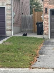Found/Stray Unknown Cat last seen in Sundew Drive Area near a hse, Barrie, ON 