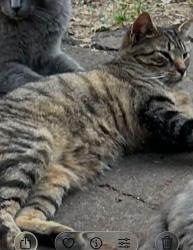Lost Male Cat last seen Lobachsville & Boyer rd, Berks County, PA 19547