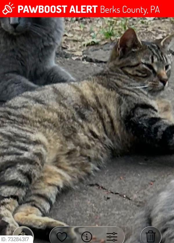 Lost Male Cat last seen Lobachsville & Boyer rd, Berks County, PA 19547
