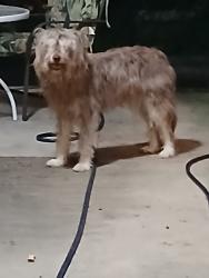 Reunited Unknown Dog last seen Near Hollytree Dr, Cincinnati, OH 45231, USA, Cincinnati, OH 45231