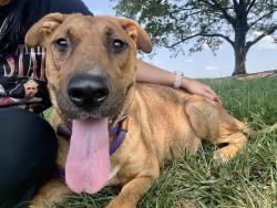 Shelter Stray Female Dog last seen HUNTERSVILLE, 8315 Byrum Dr, Charlotte, NC 28217, USA