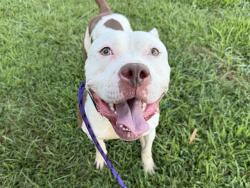 Shelter Stray Female Dog last seen CHARLOTTE, 8315 Byrum Dr, Charlotte, NC 28217, USA