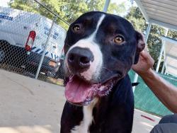 Shelter Stray Male Dog last seen CHARLOTTE, 8315 Byrum Dr, Charlotte, NC 28217, USA