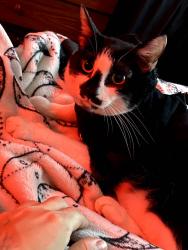 Lost Male Cat last seen Near 19th St San Francisco, San Francisco, CA 94110