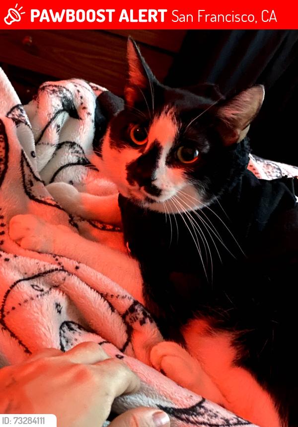 Lost Male Cat last seen Near 19th St San Francisco, San Francisco, CA 94110