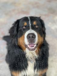 Lost Female Dog last seen Buckingham rd, Fort Myers, FL 33905