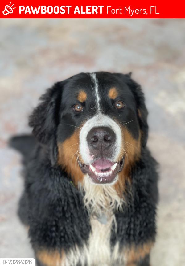 Lost Female Dog last seen Buckingham rd, Fort Myers, FL 33905