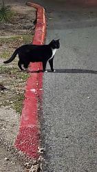 Found/Stray Unknown Cat last seen Hamilton Wolfe rd, San Antonio, TX 78229