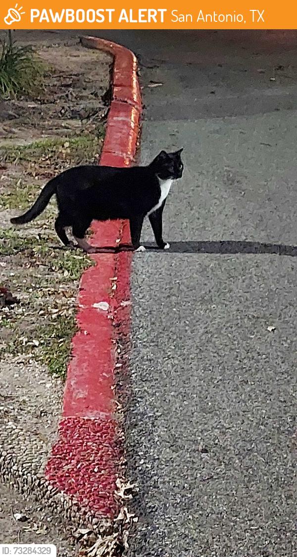 Found/Stray Unknown Cat last seen Hamilton Wolfe rd, San Antonio, TX 78229