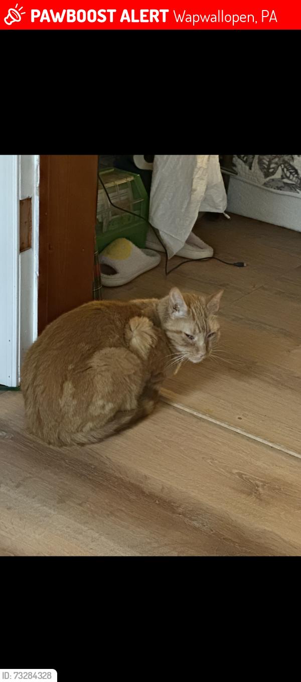 Lost Male Cat last seen One lane bridge, Wapwallopen, PA 18660