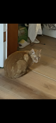 Lost Male Cat last seen One lane bridge, Wapwallopen, PA 18660