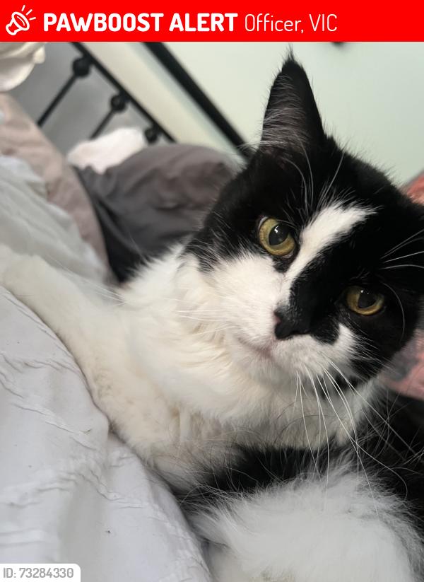 Lost Female Cat last seen Blossom street officer, Officer, VIC 3809