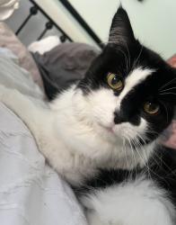Lost Female Cat last seen Blossom street officer, Officer, VIC 3809