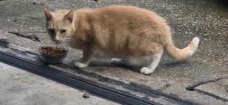 Reunited Unknown Cat last seen Main and Tom Genuever, O'Fallon, MO 63366