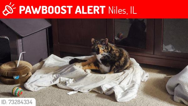 Lost Female Cat last seen Dee Rd & heathwood Dr., Niles, IL 60714