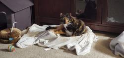 Lost Female Cat last seen Dee Rd & heathwood Dr., Niles, IL 60714