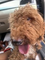 Lost Female Dog last seen Hard rock casino, Cincinnati, OH 45202
