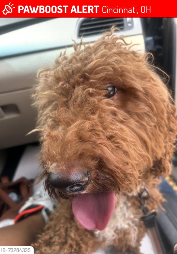 Lost Female Dog last seen Hard rock casino, Cincinnati, OH 45202