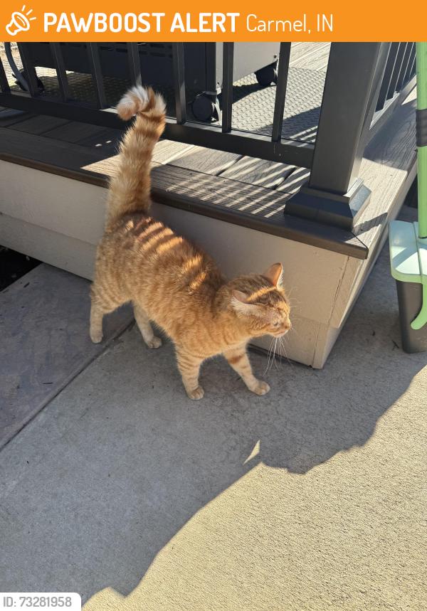 Found/Stray Female Cat last seen West mont neighborhood, Carmel IN, Carmel, IN 46032