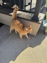 Found/Stray Female Cat last seen West mont neighborhood, Carmel IN, Carmel, IN 46032